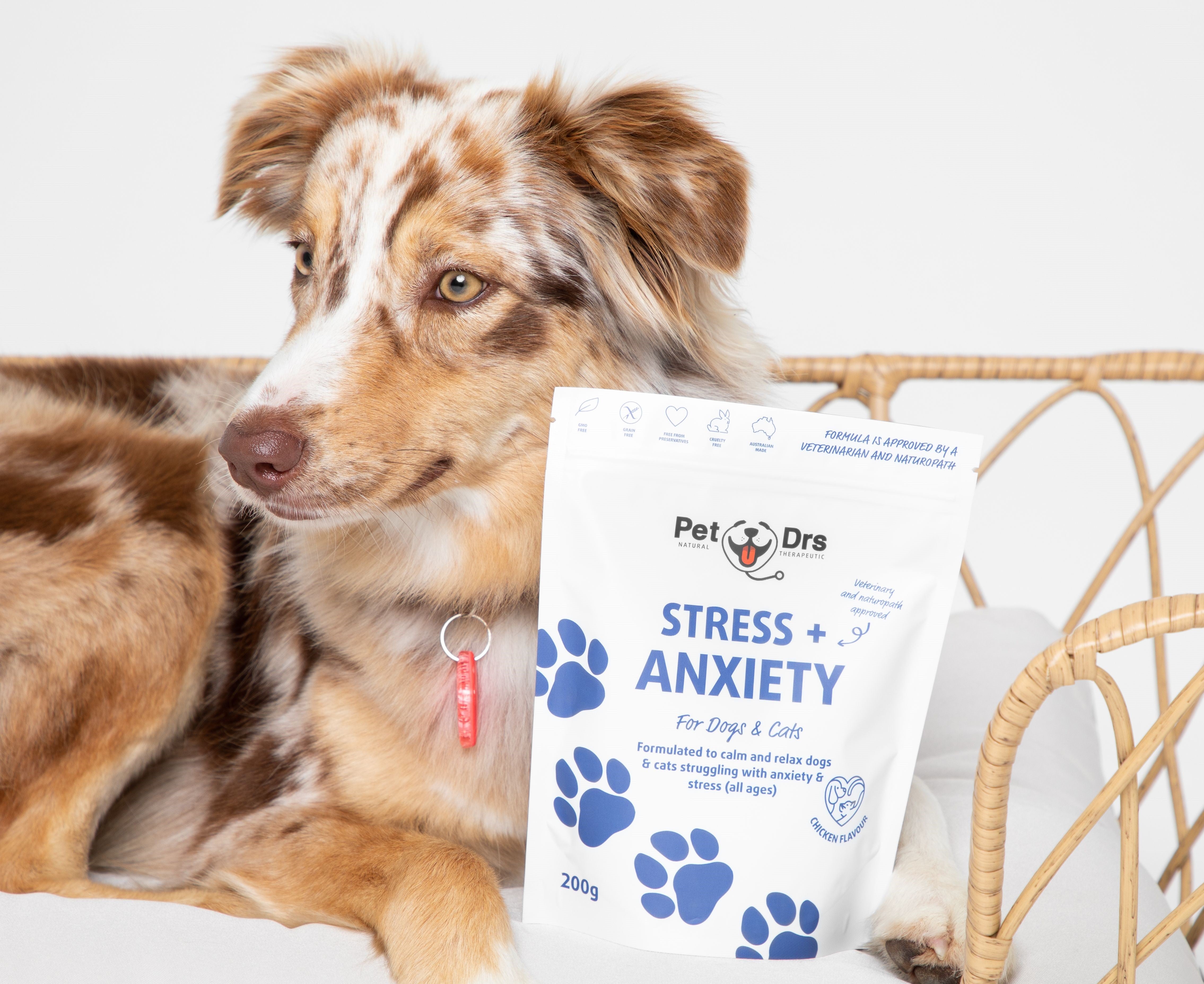 Picture of Understanding Dog Anxiety: 6 Signs, Causes & Natural Solutions ...