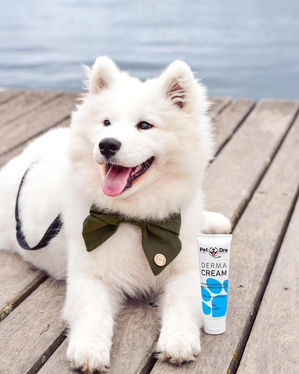 Atopic (Allergic) Dermatitis In Dogs: Ditch The Itch!