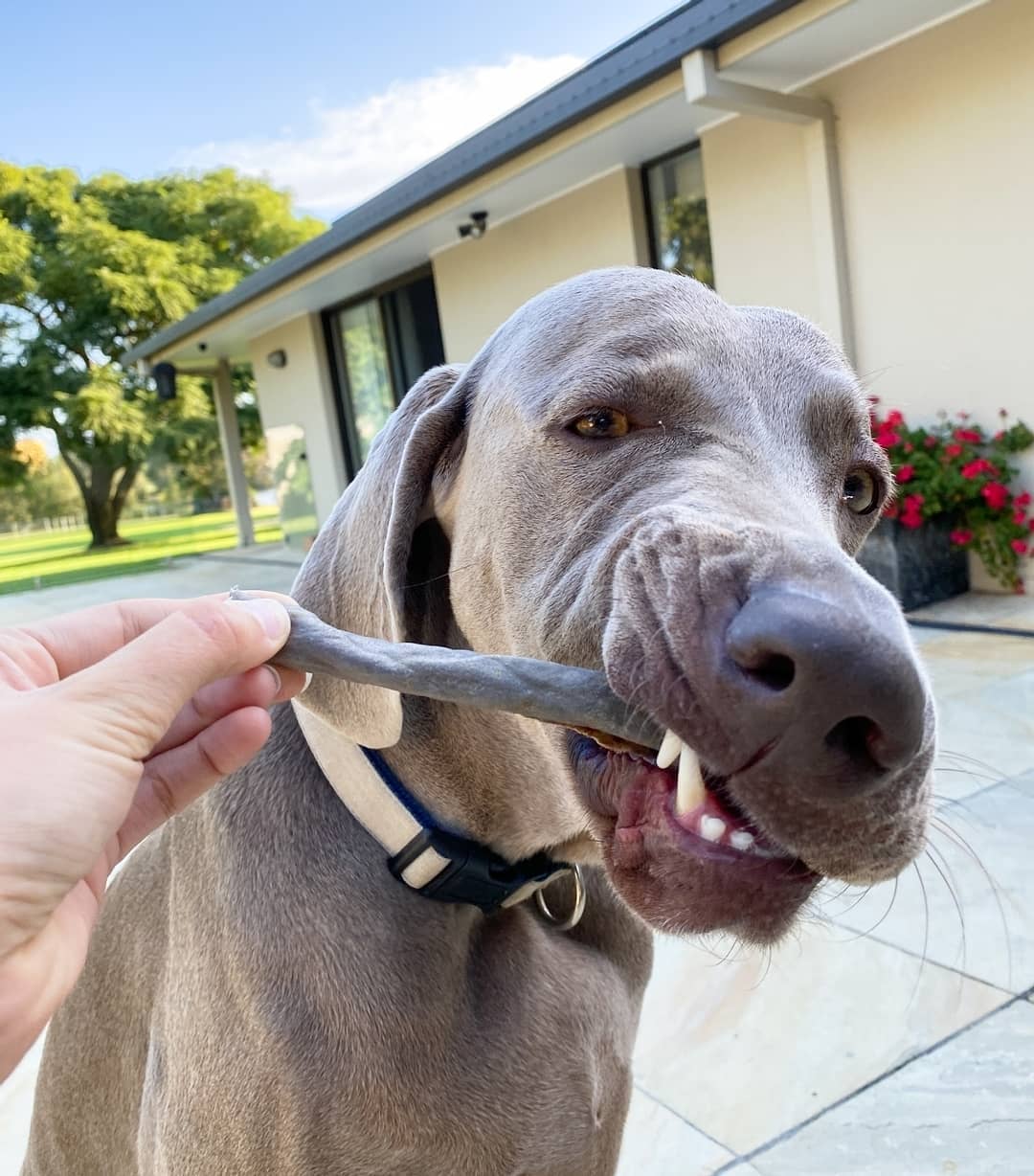 dog eating dental chew