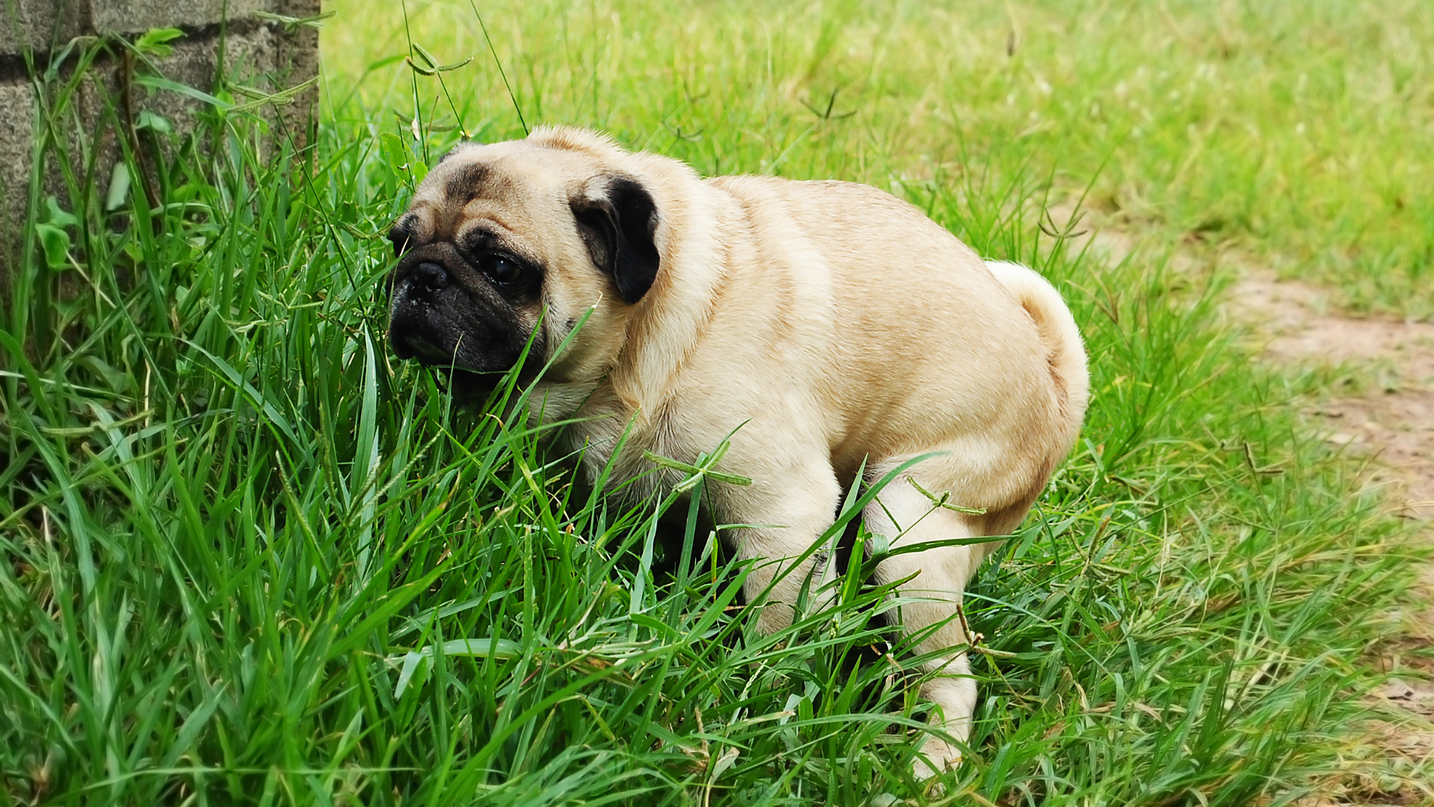 The Scoop on Healthy Dog Poop