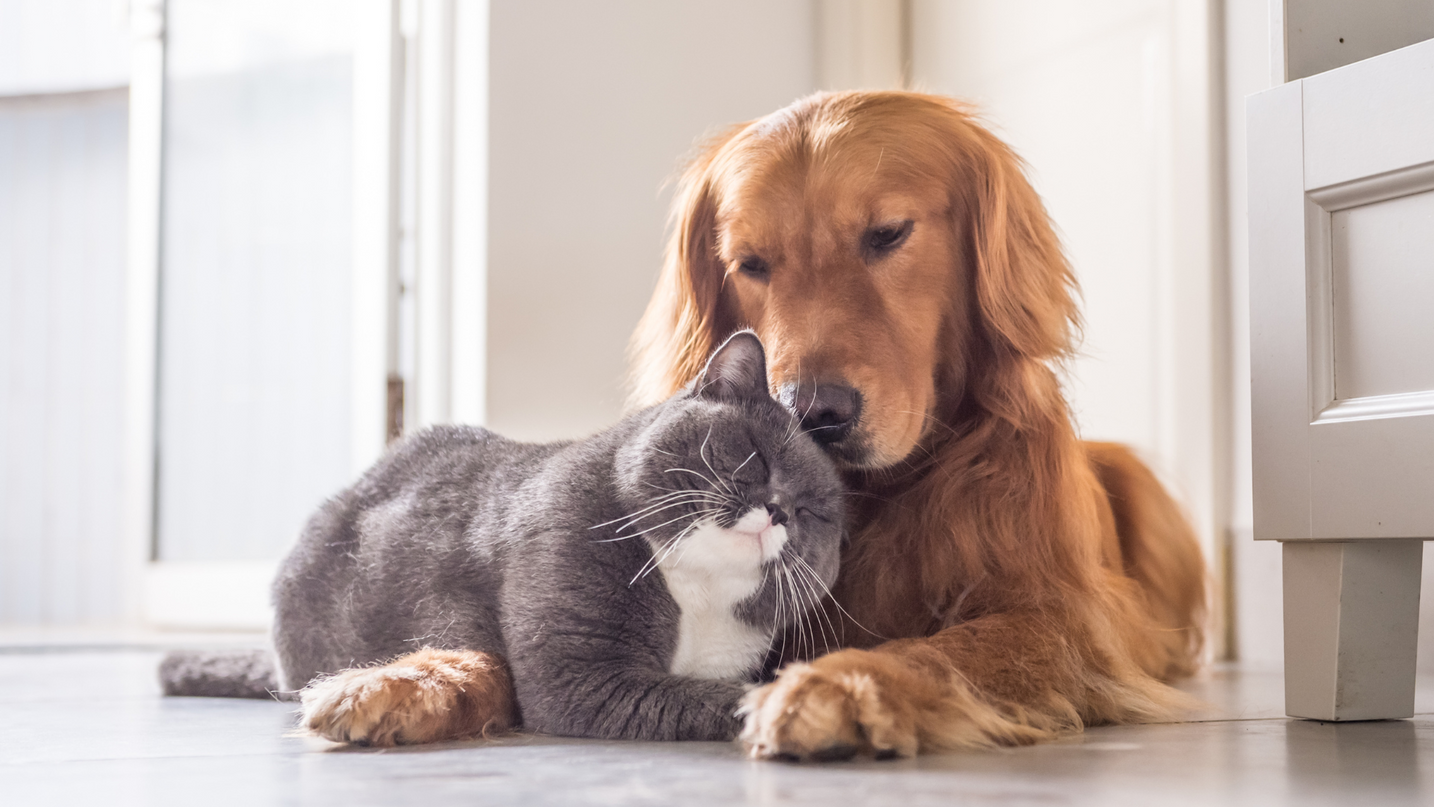 Common Pet Health Myths Busted