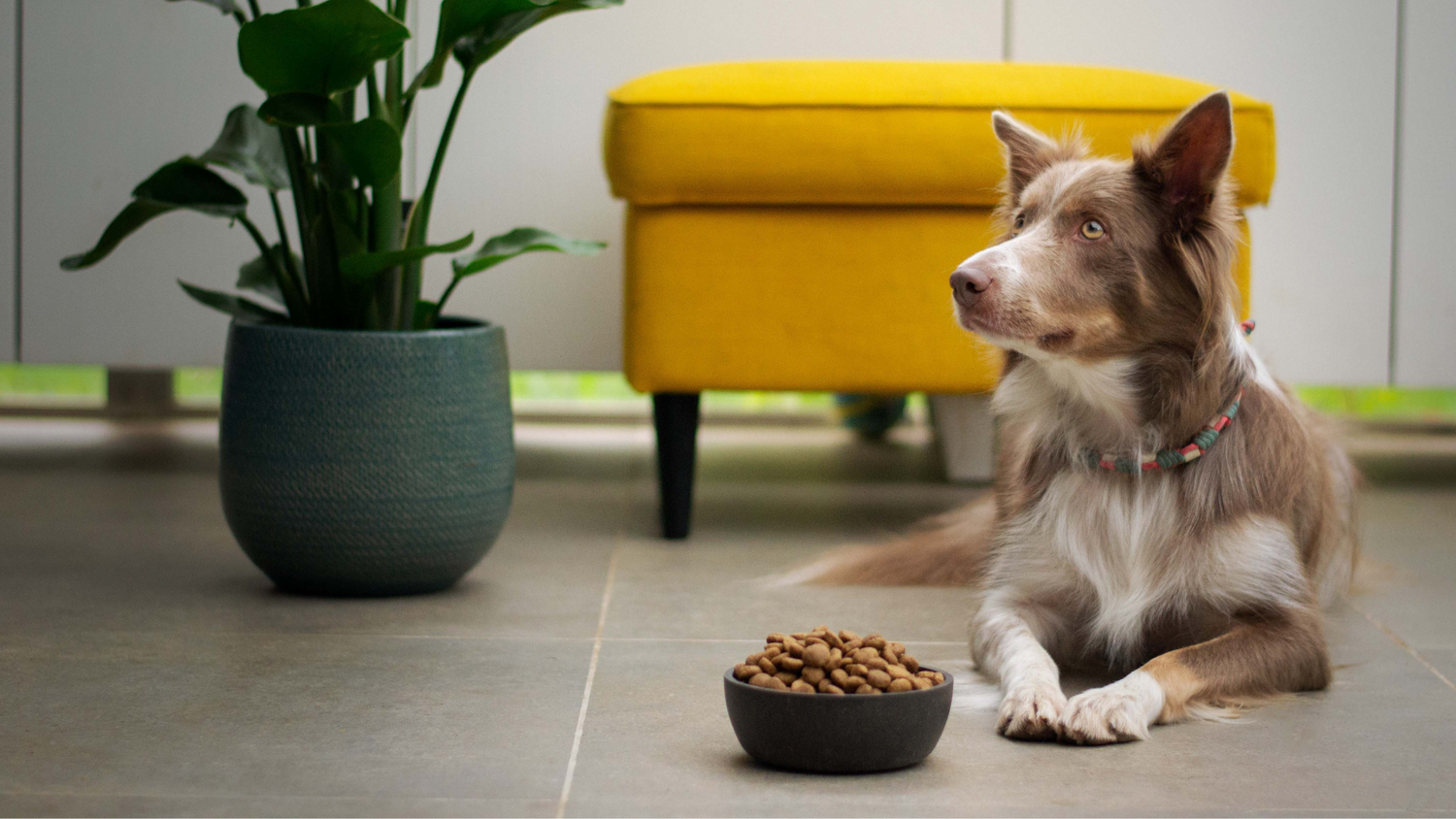 dog sitting next to dog food