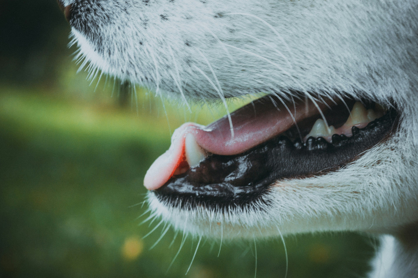 How to Tell If Your Dog Has Plaque or Tartar