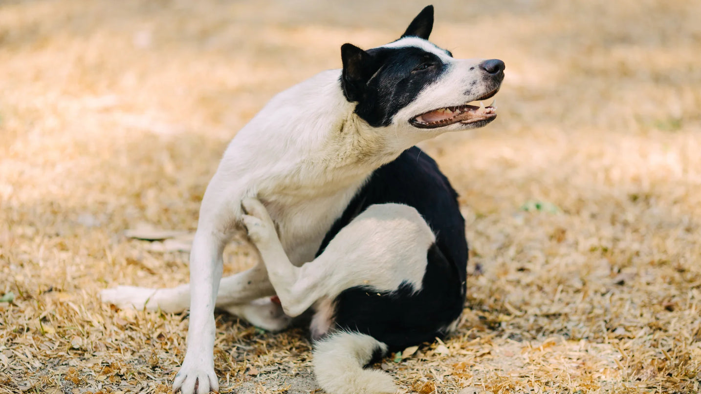Why Do Our Dogs Get Itchy?