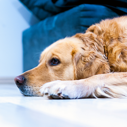 natural pet care for itchy pets
