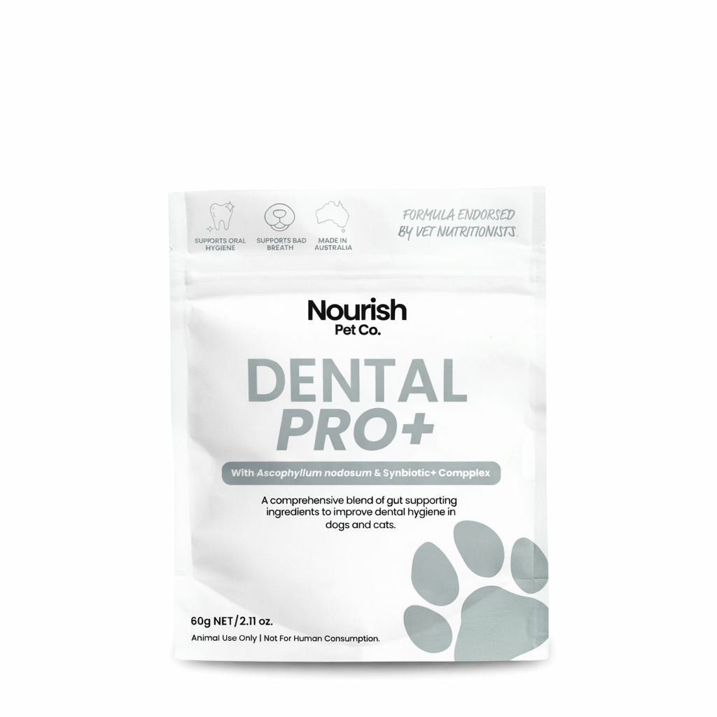 Dental Pro+