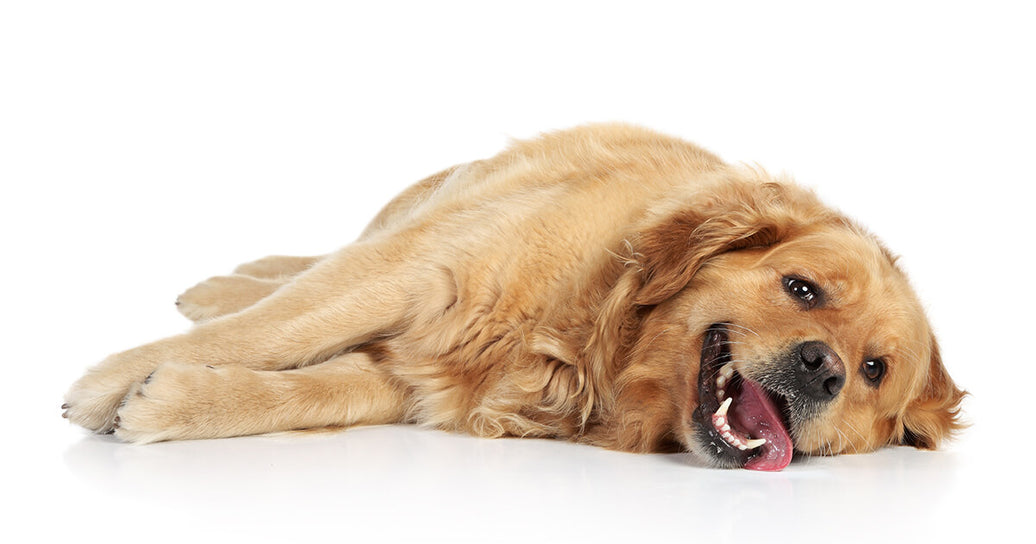 Your Gentle Reminder About Summer And Our Pets