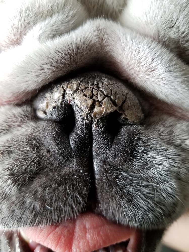Soothe Your Pup's Dry & Cracked Nose Naturally!