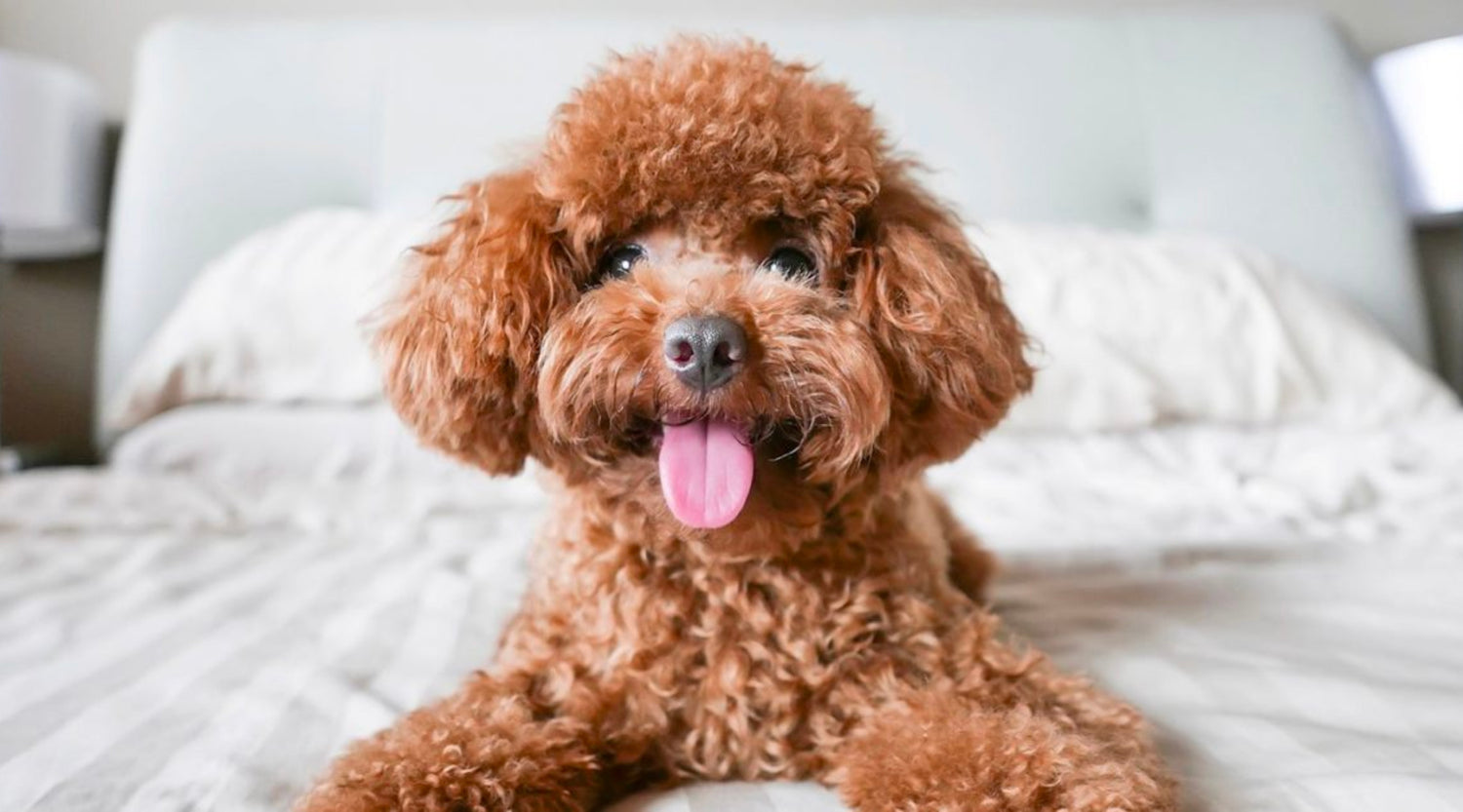 Best Dog Breeds For People With Allergies