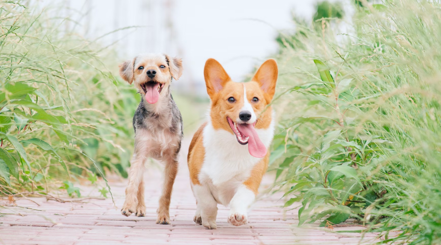 Walk Your Dog 