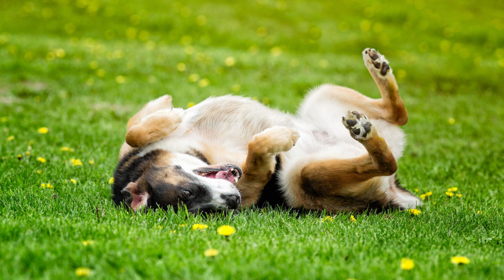 Itchy Skin, Runny Nose, Red Paws: Dog Allergies