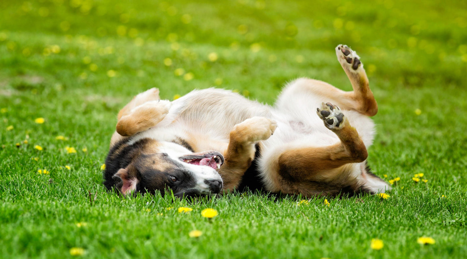 Itchy Skin, Runny Nose, Red Paws: Dog Allergies