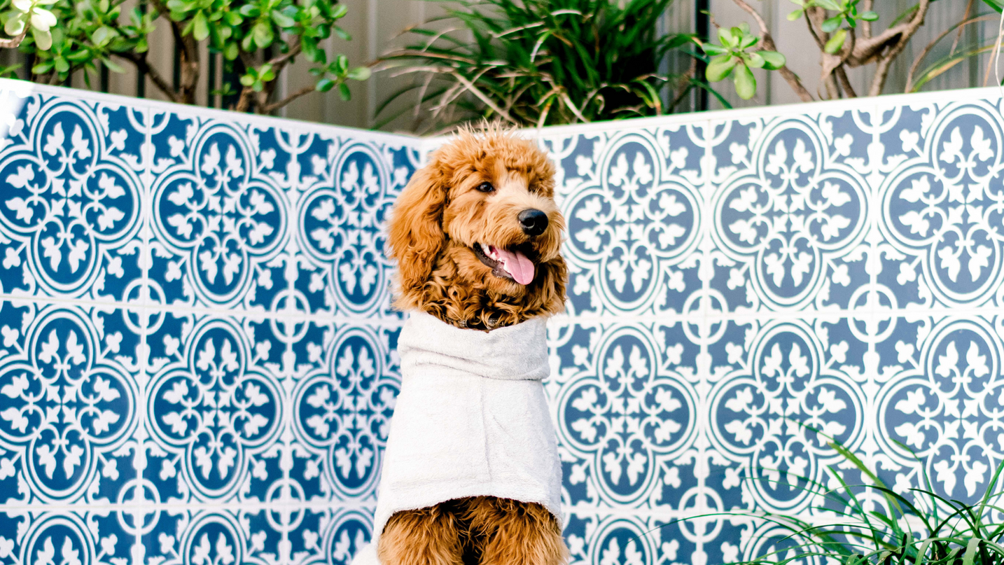 Essential Summer Tips for Dog Owners