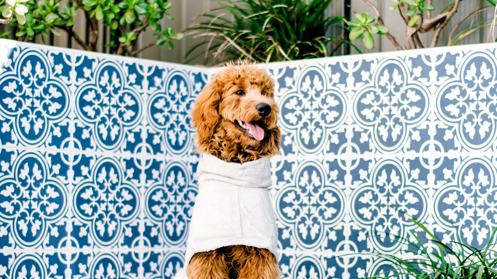 Essential Summer Tips for Dog Owners