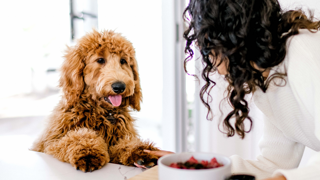 Save Money & Make Your Pet Healthier This Year!