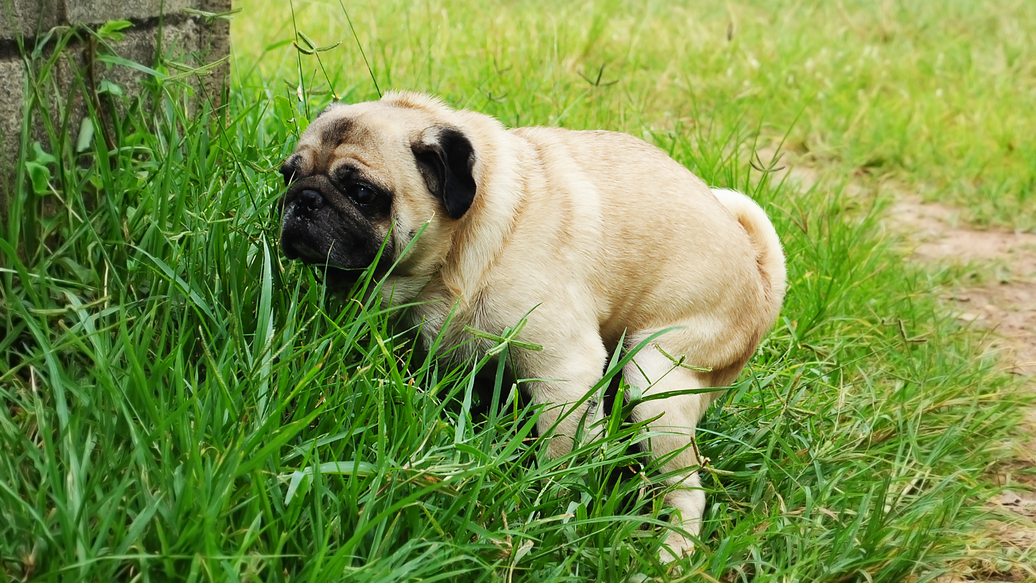 The Scoop on Healthy Dog Poop