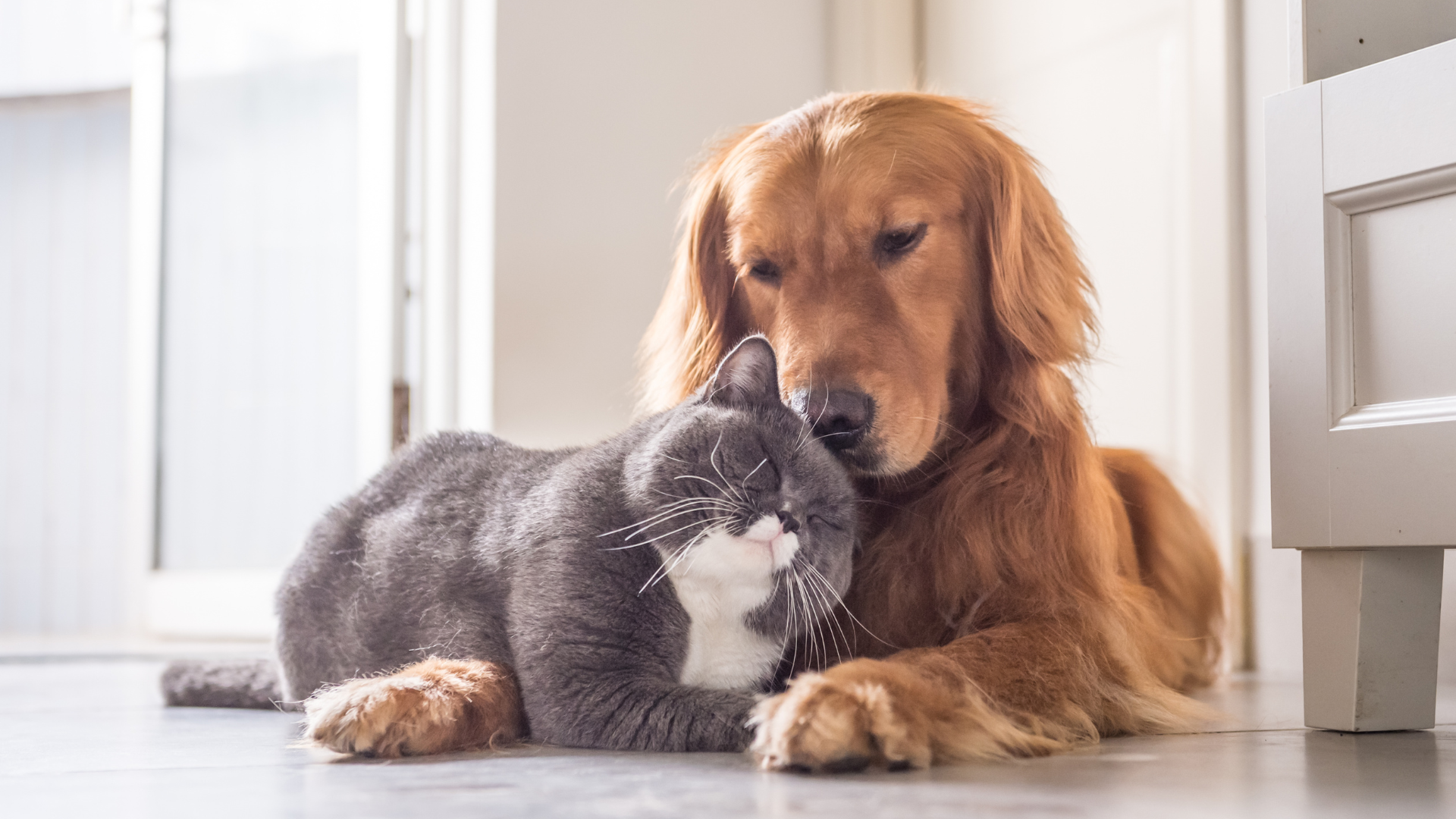 Common Pet Health Myths Busted