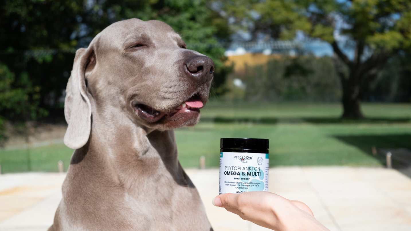 The Way of the Future: Sustainable Omega 3 for our Pets