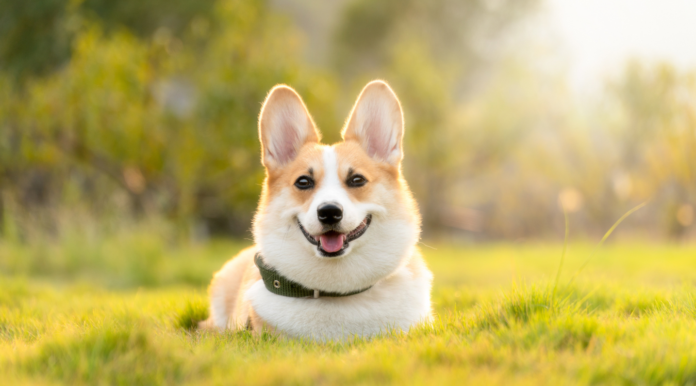 Does Your Dog Have Sensitive Skin?