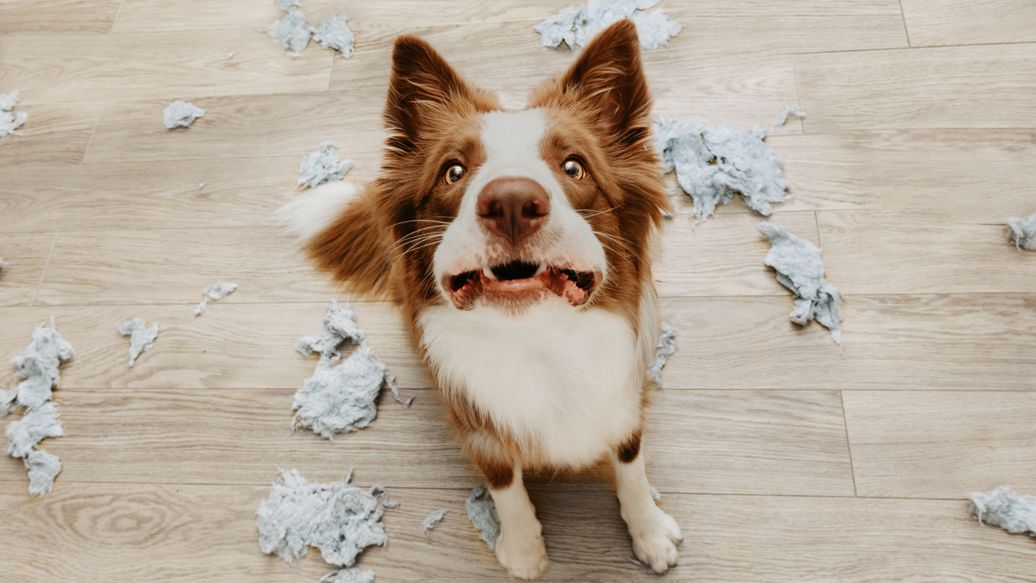 Understanding Dog Anxiety: A Compassionate Approach to Canine Behaviour
