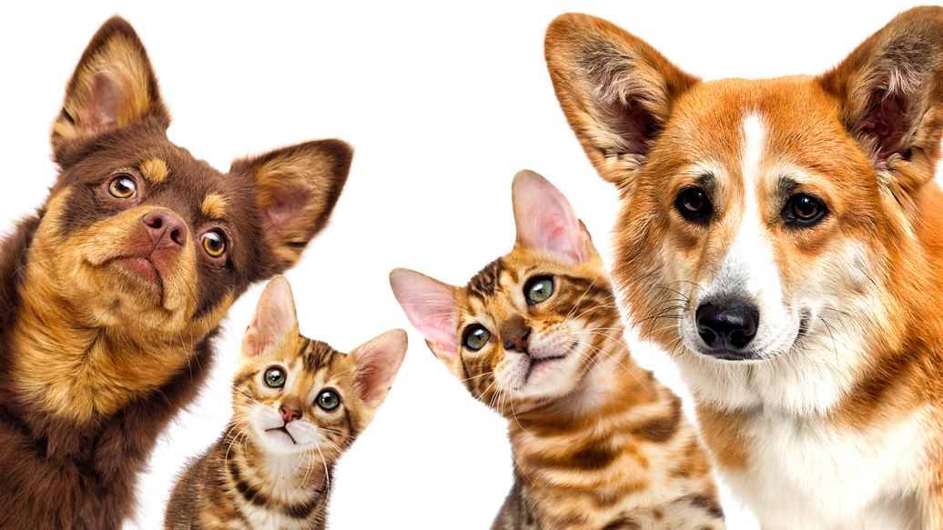 Celebrating National Pet Month: Honouring Our Furry Friends and Promoting Responsible Ownership