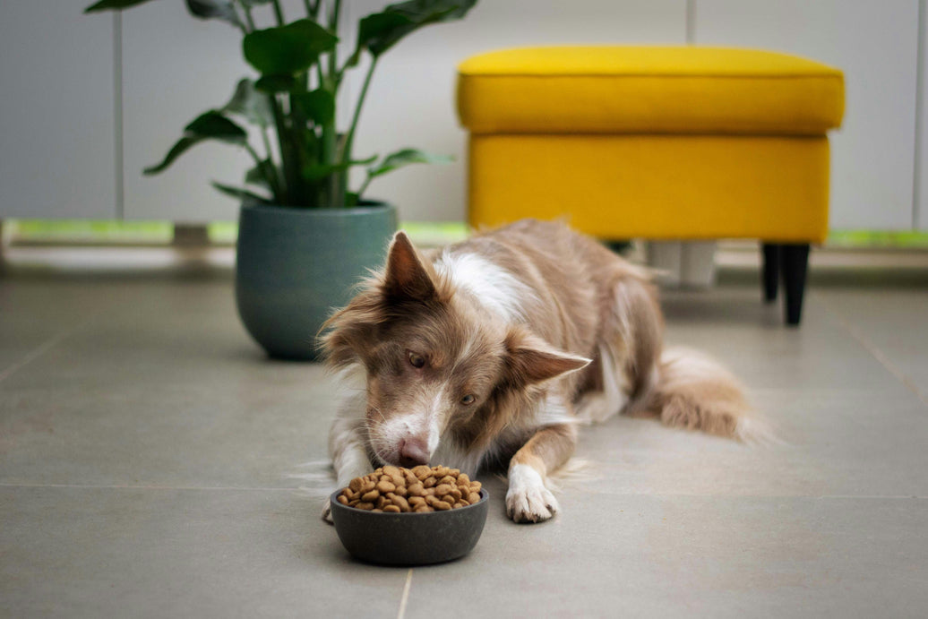 The 6 Best Ingredients to Look for in Dry Dog Food