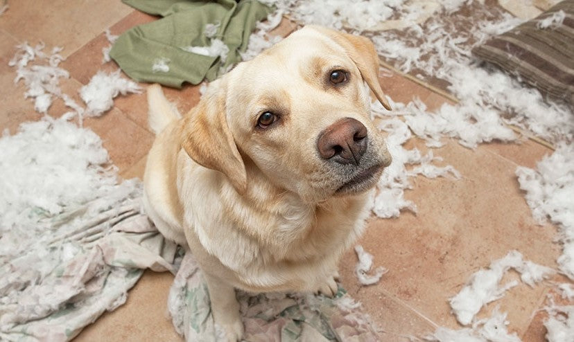 How To Combat Your Dog’s Separation Anxiety