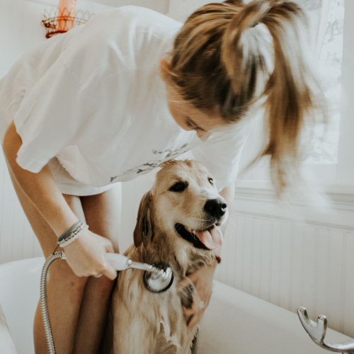 pet care for itchy pets