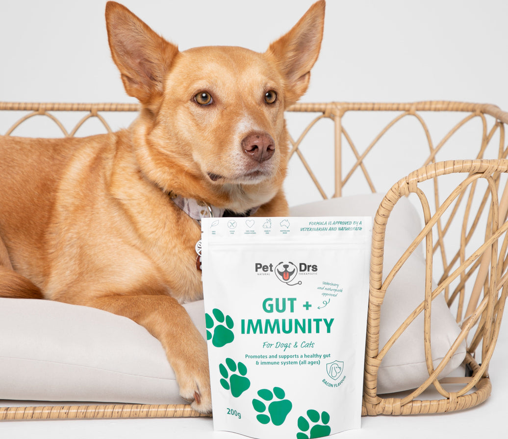 Restore Your Pet's Gut Health Naturally