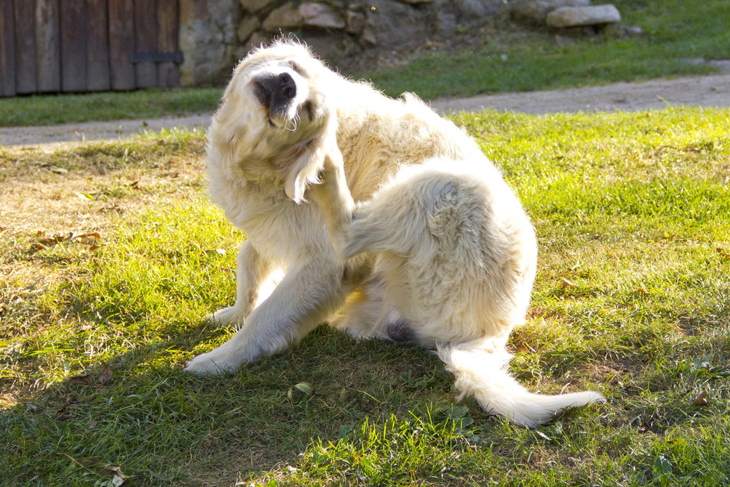 Could Your Dog Have a Yeast Infection?
