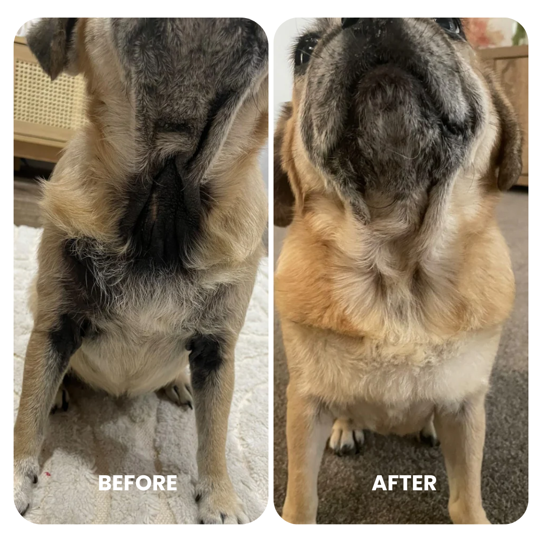 Pug Shedding Pug Hair Loss Patches Loss My Dog Is Losing Clumps Of