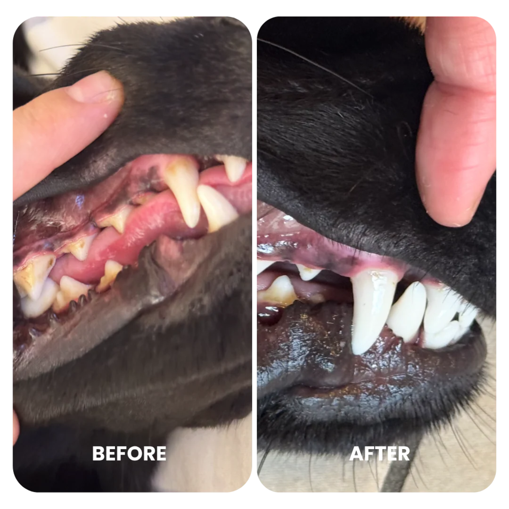 Dental Bundle