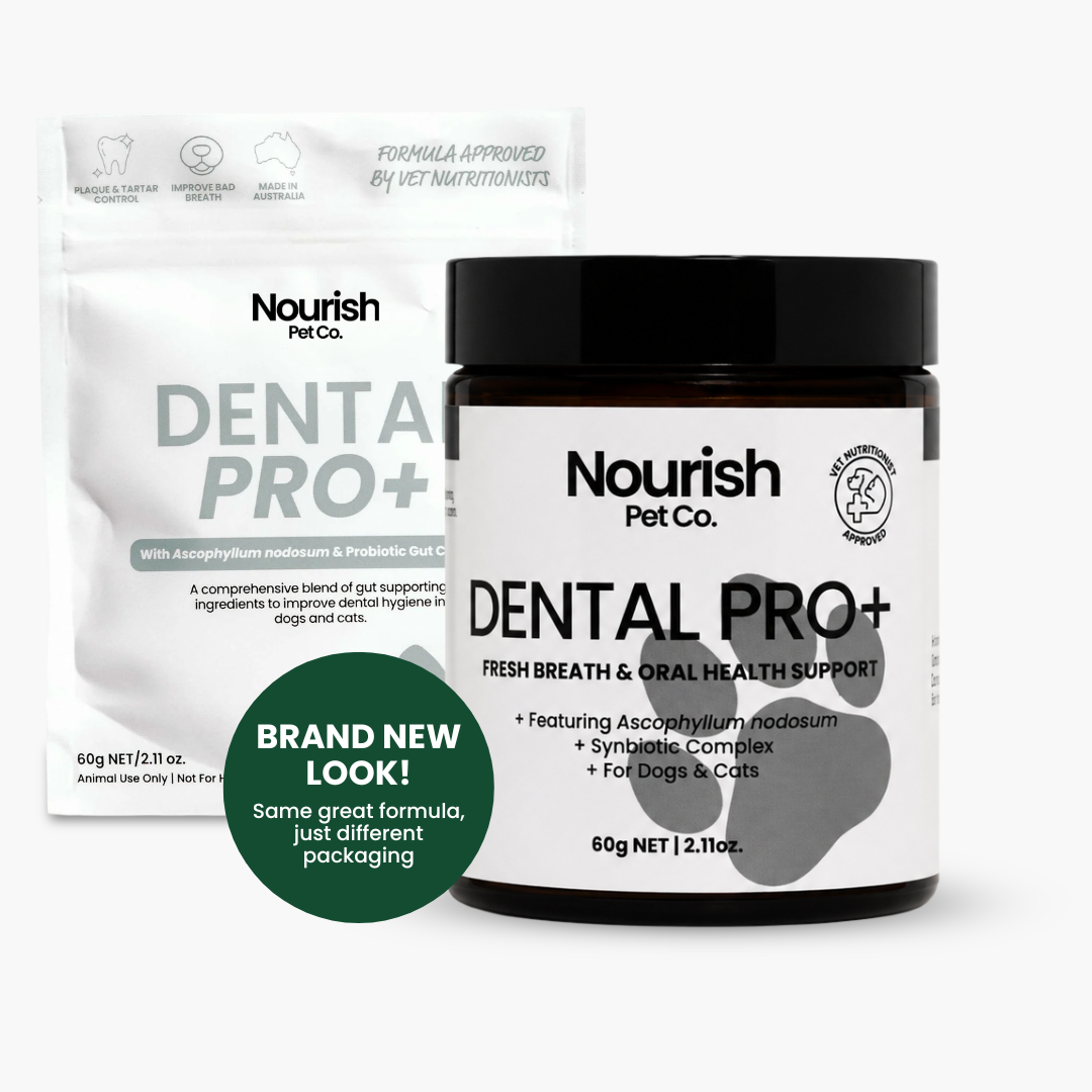 Dental Pro+