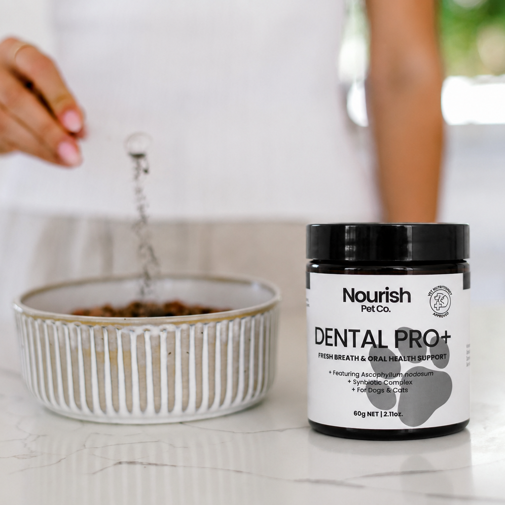 Dental Pro+