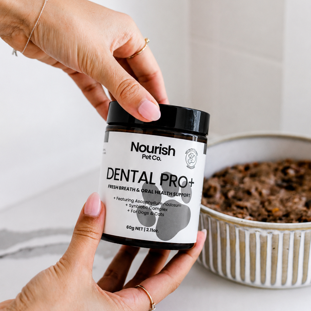 Dental Pro+