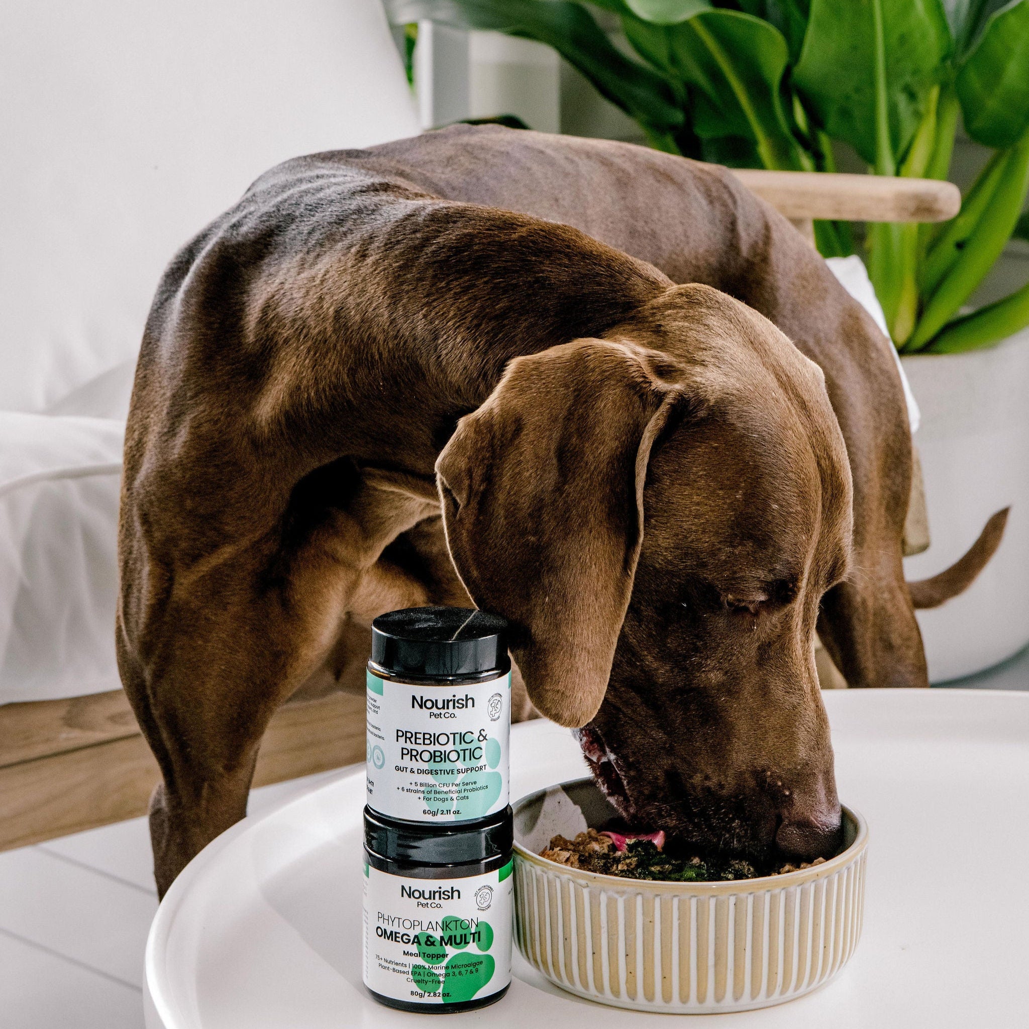Skin + Gut Program