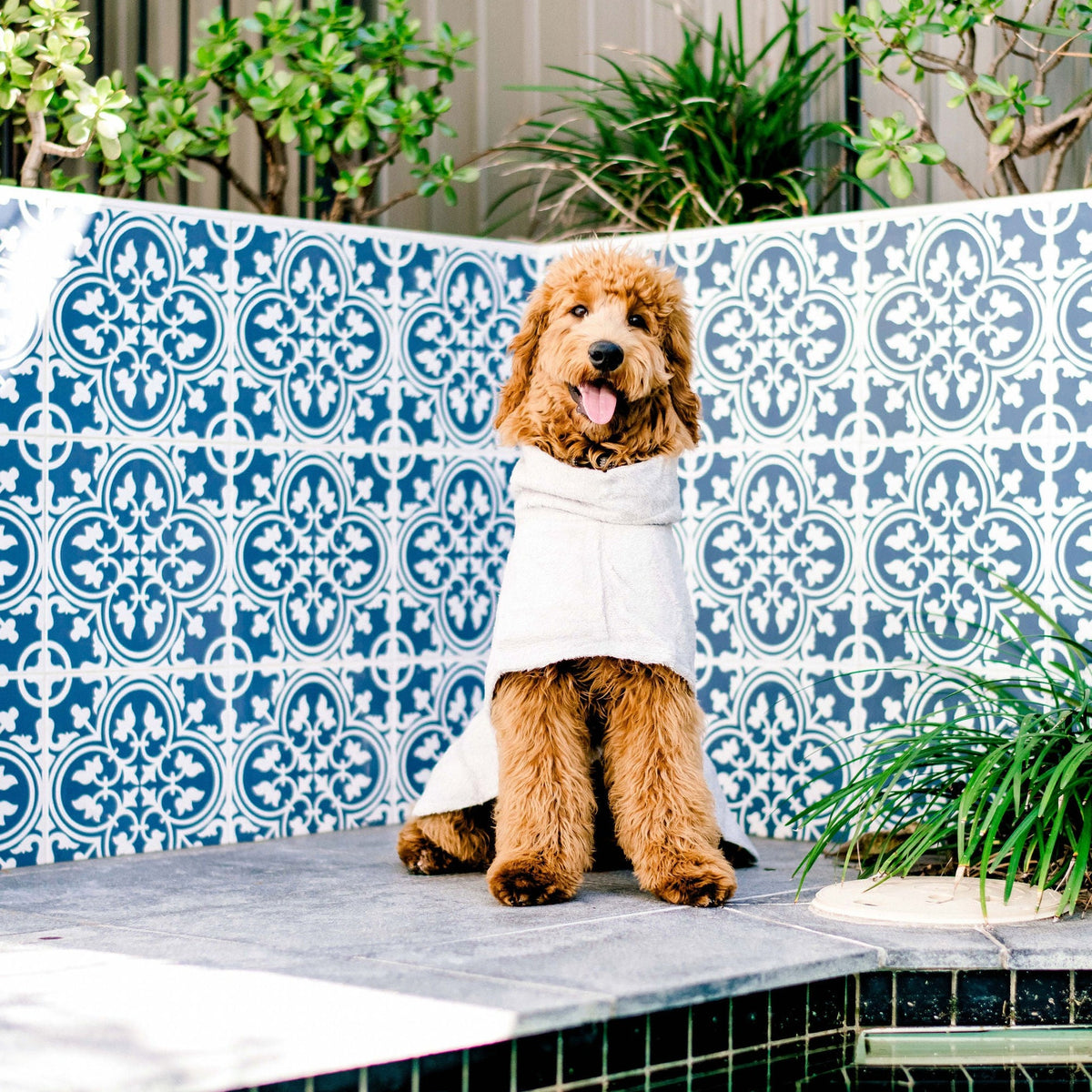 Dog Sith Robe Dog Robes – Nourish Pet Co.