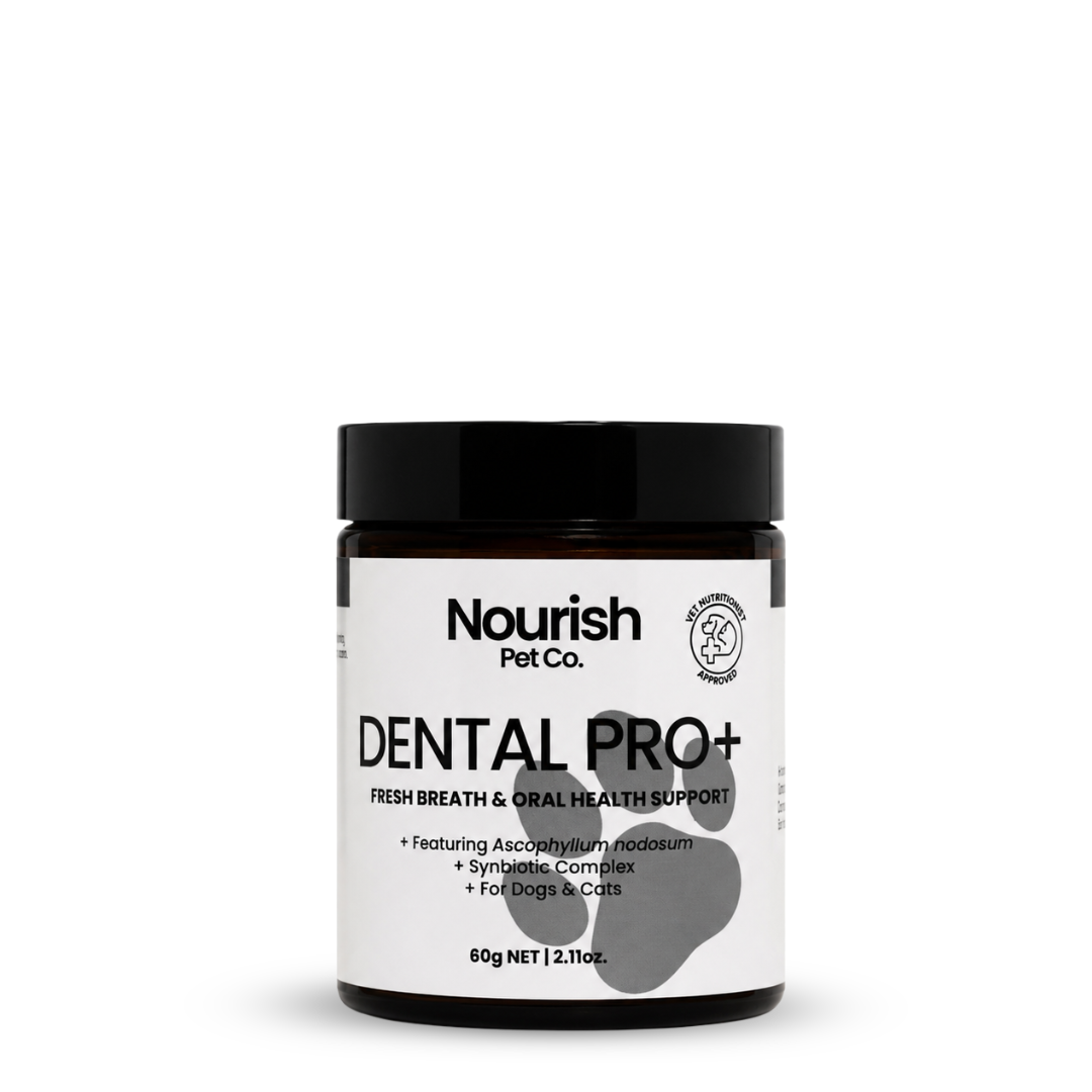 Dental Pro+