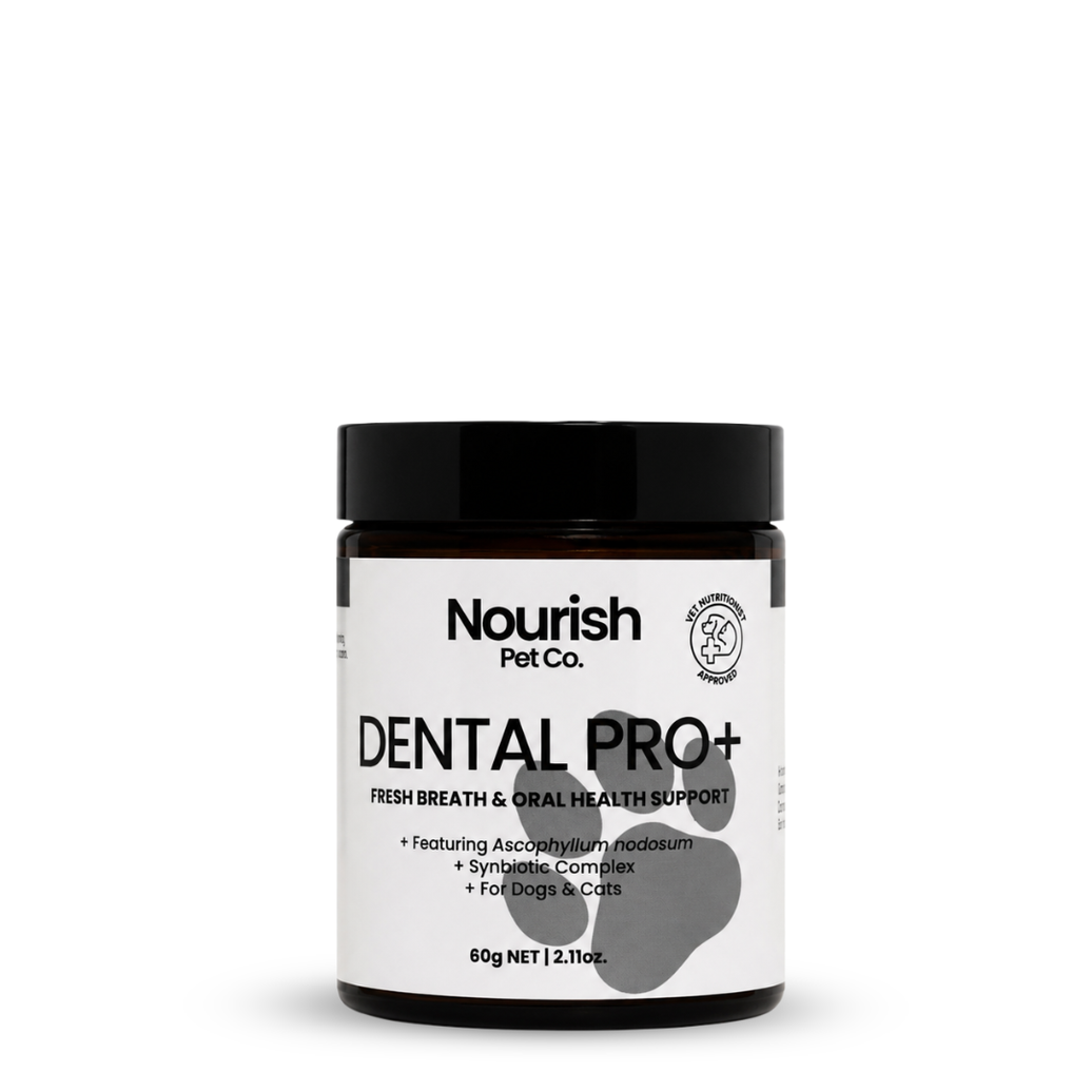 Dental Pro+