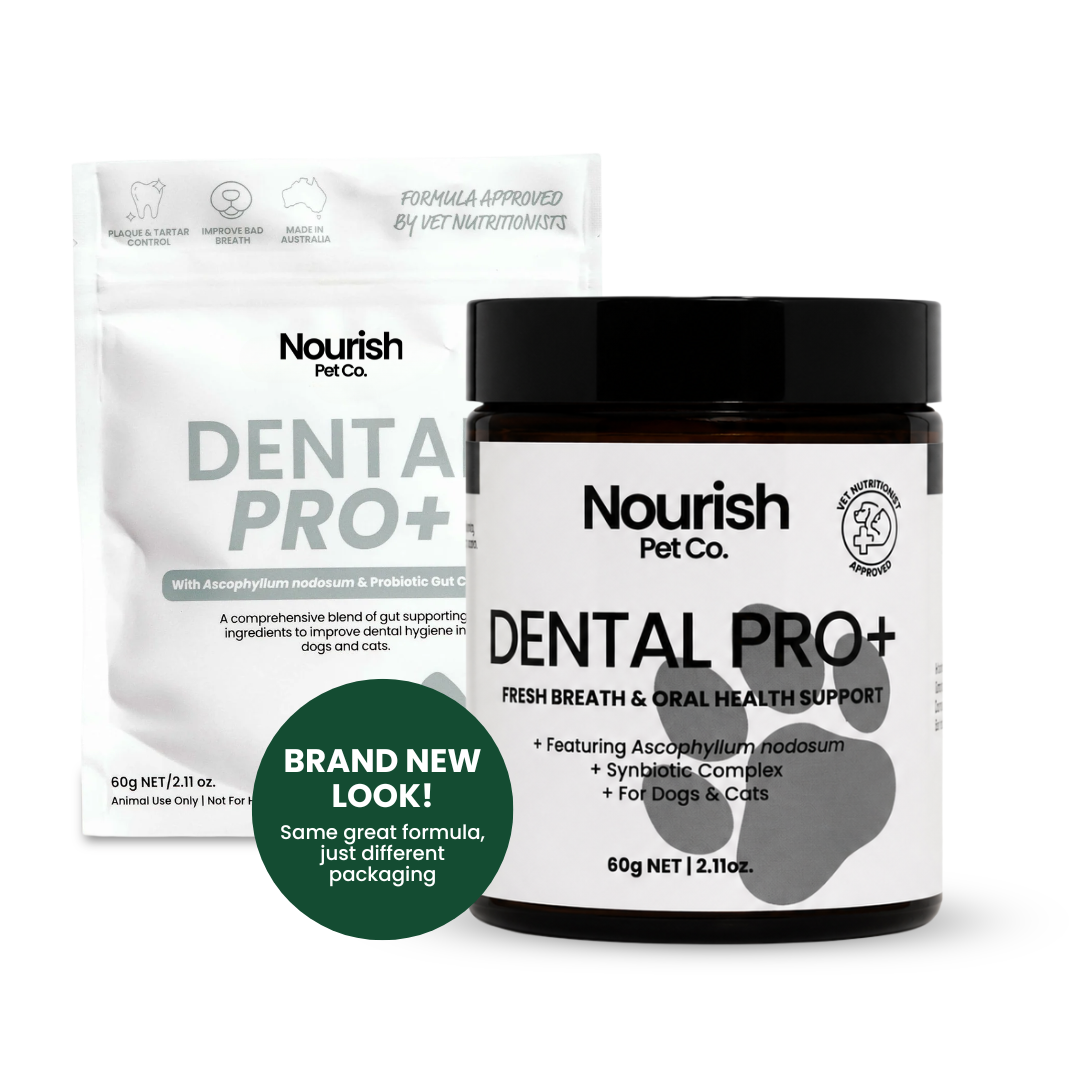 Dental Pro+
