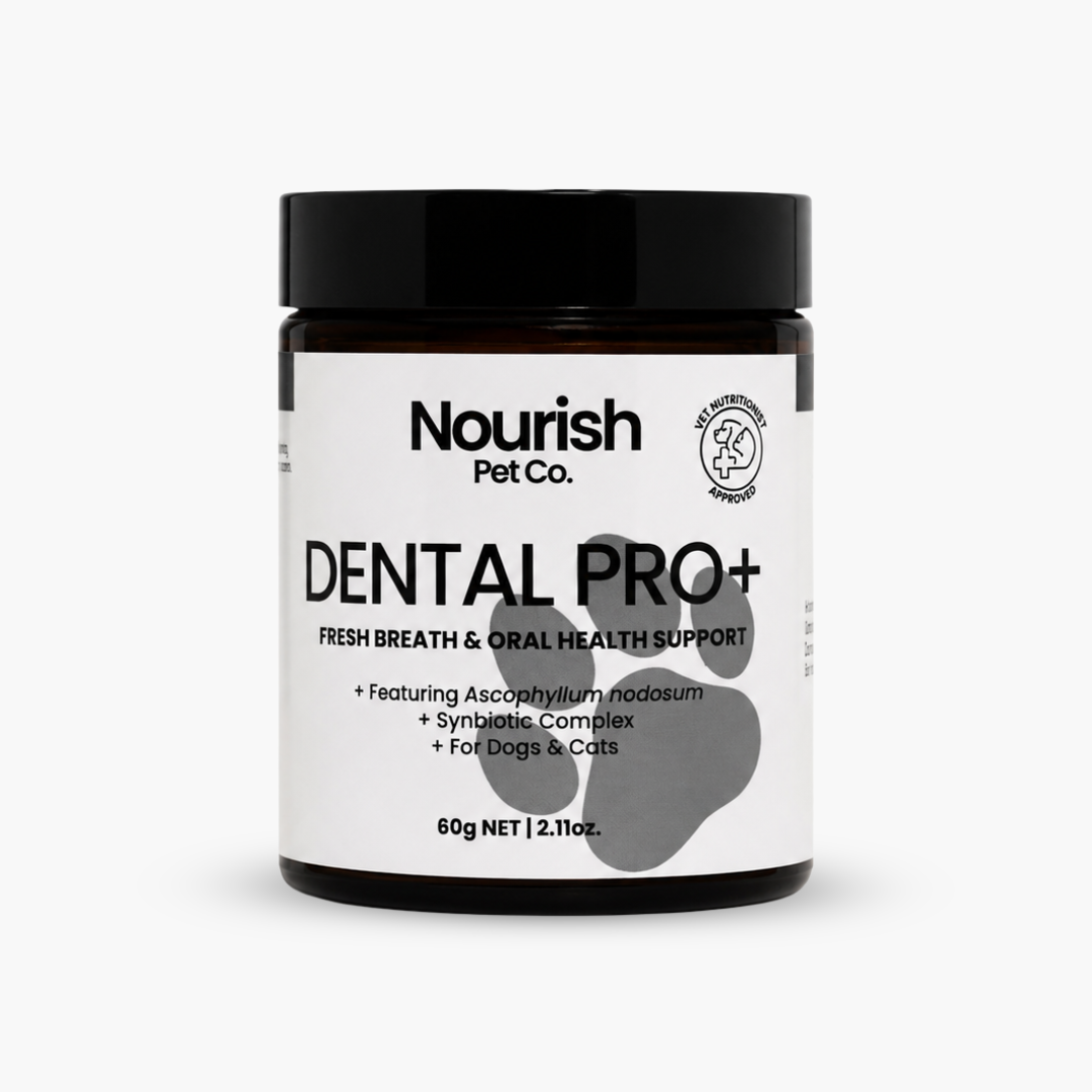 Dental Pro+